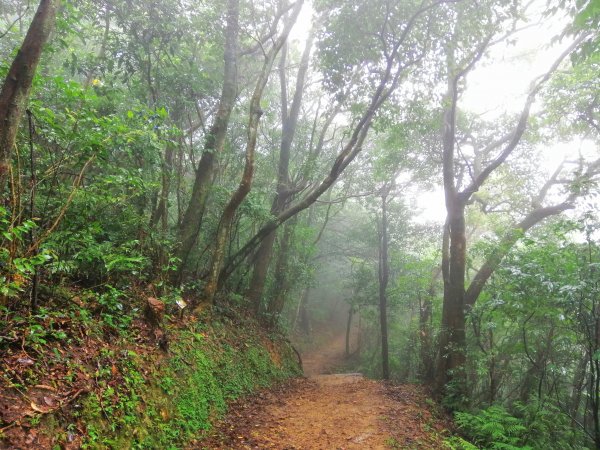 基隆七堵~雨霧中散步。 #小百岳姜子寮山867754
