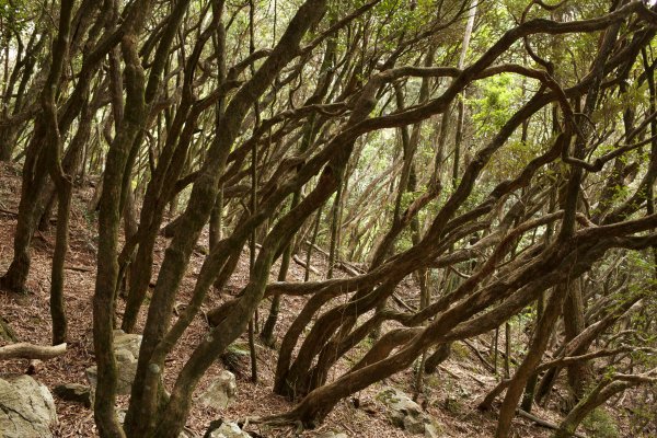 鳶嘴稍來山：晨曦與林相529075