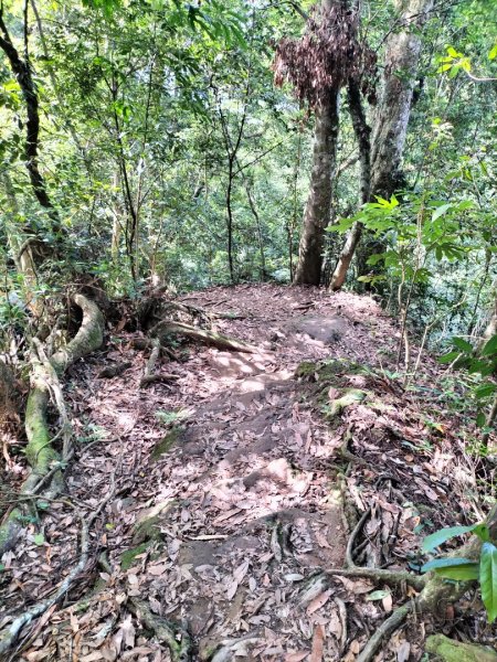 五指山登山步道2269258