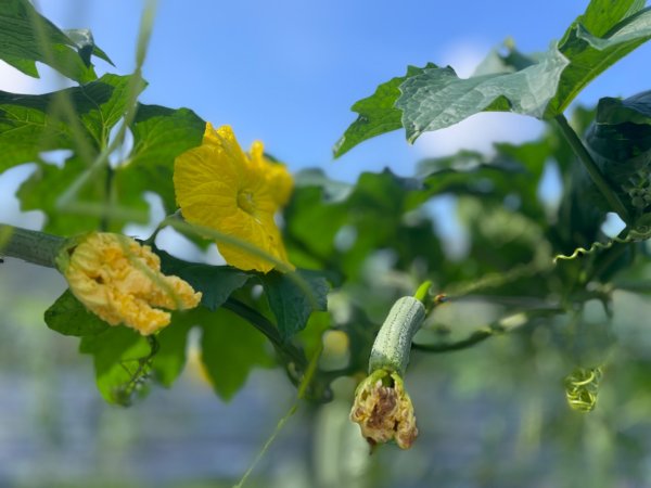 頭社活盆地2691008