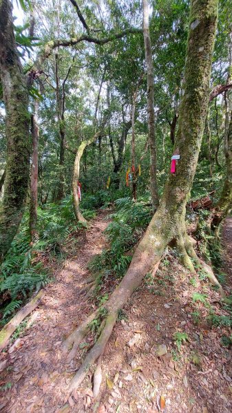 111/03/12東滿步道(東眼山進、滿月圓出)1643947