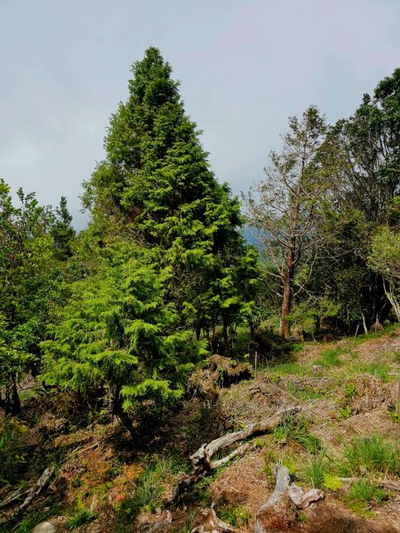 三星山-小百岳#85-宜蘭縣大同鄉2827529