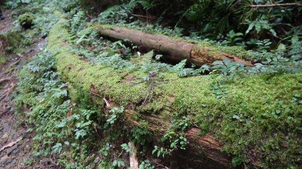 東眼山登山健行趣(小百岳22號)1544324