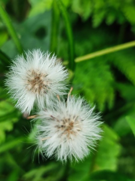 微笑山線之烘爐地土地公段2849190