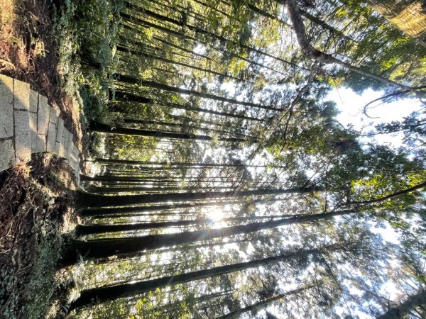 東眼山 自導式步道 三角點2975871