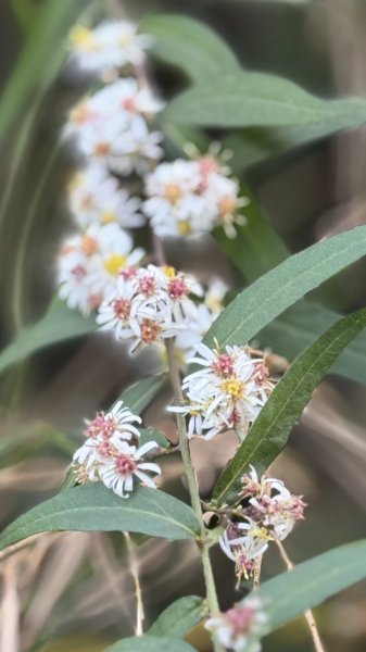 20260127小百岳三腳南山2990279