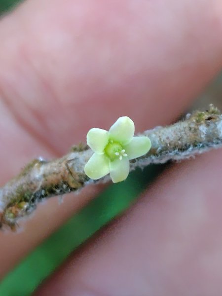 大雪山森林遊樂區 遊客中心 小神木 北三錐山 平石山西北峰2952858
