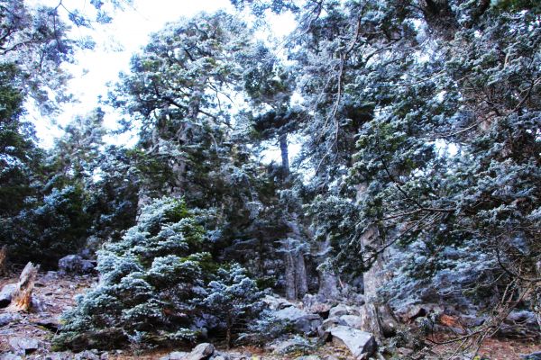 玉山  風雪後 , 另一番美景 !224509