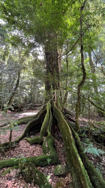 雪見大板根2877619