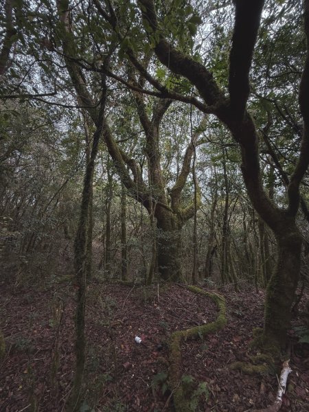 尖石鄉賞楓季-李崠山古堡、秀巒楓景、鎮西堡巨木群2958288