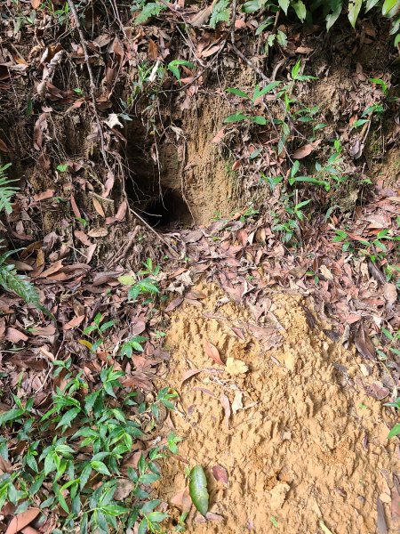 挑炭古道(三通嶺古道)+慈濟山步道2780422