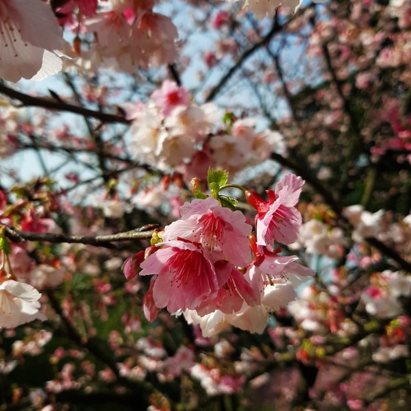 粉粉三色櫻、木蓮花、山茶花爭奇鬥艷812107