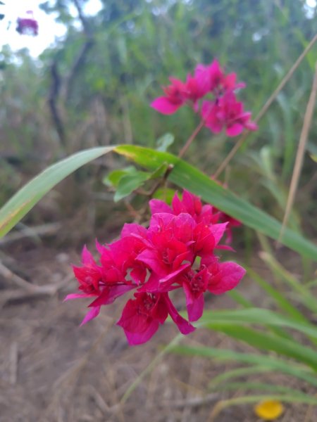 大棟山系南段 水利古道西口 上 竹高崙山 連走 鳥子嶺 坑仔內山 大崖山 下 龍目井農場2953136
