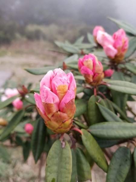 190414-奇萊南峰、南華山1650125
