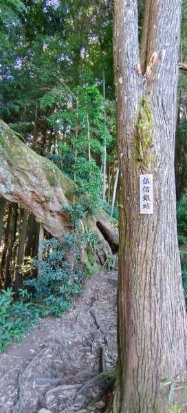 溪頭~金柑樹山/嶺頭山/忘憂森林O形走（沿路竟是耶穌光）1884181