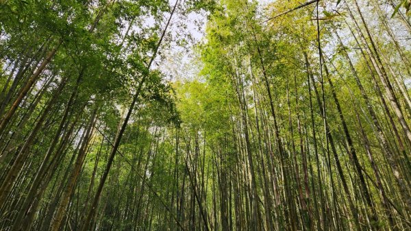 【中級山縱走】最美中級山，鳶嘴西稜縱走（鳶嘴山，醜崠山，長壽山）2741400