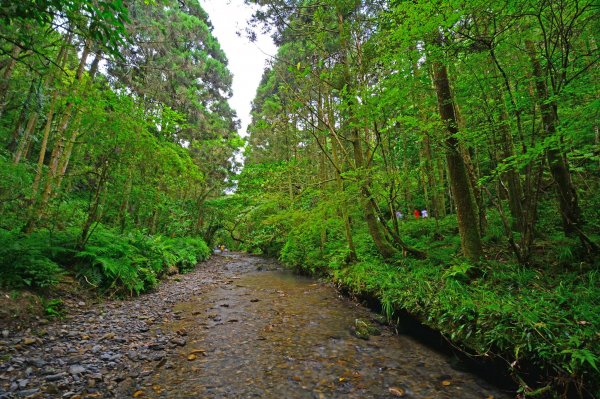 坪溪古道-走進綠色隧道的水地毯1050399