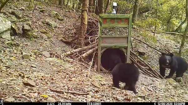 影／玉山塔塔加現熊蹤 至少6隻還見黑熊母子檔