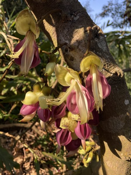 王公坑山血藤花2745573