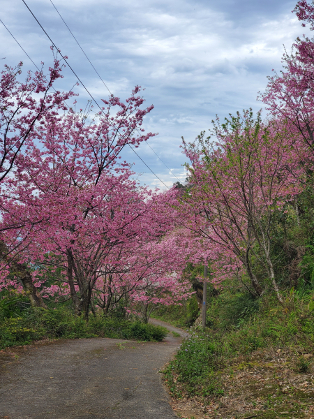 熊空山賞櫻輕鬆行