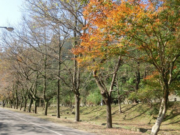 槭林公園．石門水庫．南苑園區237330