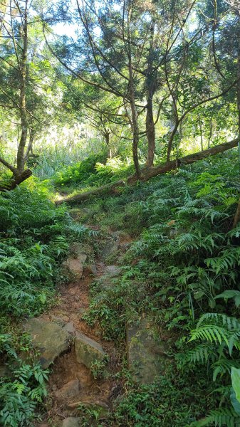 2023-1210 金面大觀 圓通寺 鵲子山 O型2373387