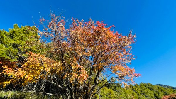 1101211大雪山230林道9.2k/雪山西稜登山口1546547