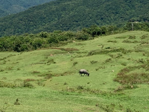 桃源谷步道-灣坑頭山（小百岳）-草嶺古道1867316