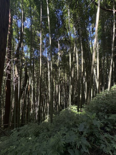 20251004嘉義奮起湖大凍山步道(頂湖)2914907