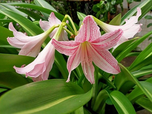 內湖文德三號公園、瑞陽公園《花之饗宴》1903239