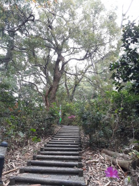 雲林林內龍過脈森林步道20190323550618