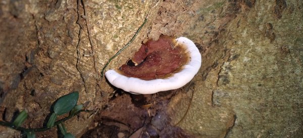 2025/08/09_赤柯山+東獅頭山步道2856299