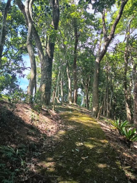 國姓「鋤頭盤山」山字森林三角點3131507