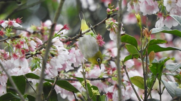 #綠繡眼 訪花 #吉野櫻 #天元宮 #楓樹湖 03162736681