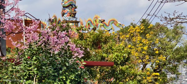 #西龍巖寺 #八里療養院 #黃花風鈴木 #青帶鳳蝶 #虎山 #101大樓  3/133014399