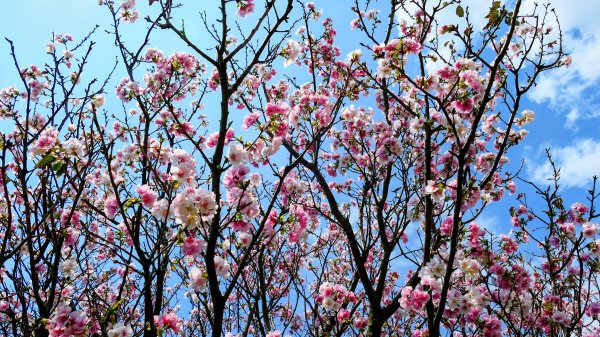十八份拐圳,陽峰古道,花鐘3017693