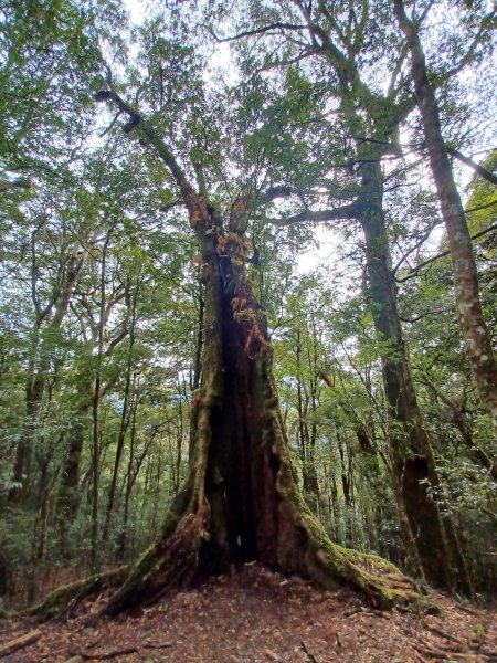 【台中和平】巧遇藍腹鷴帝雉。 稍來山步道2749904