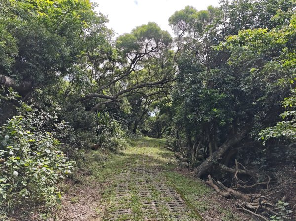 [百山百鳥尋旅-02/15] 2025_0809 社頂自然公園步道2856962