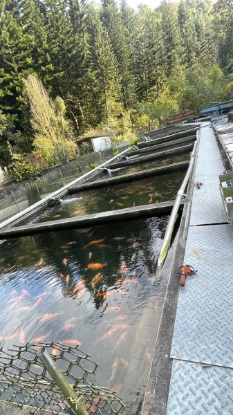 銀河洞越嶺貓空-新高麗坑山-銀獅縱走-猴山岳群峰+三條魚縱走2998298