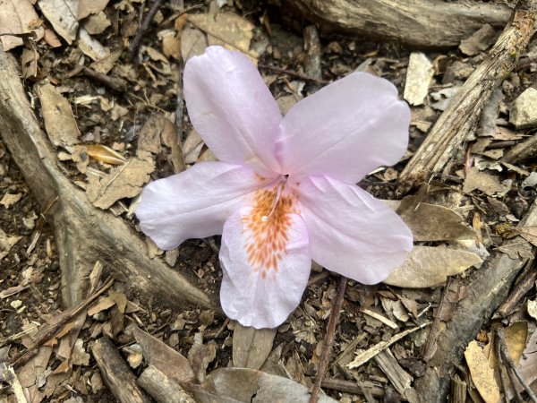 ~  塔  曼  山  ~2782773