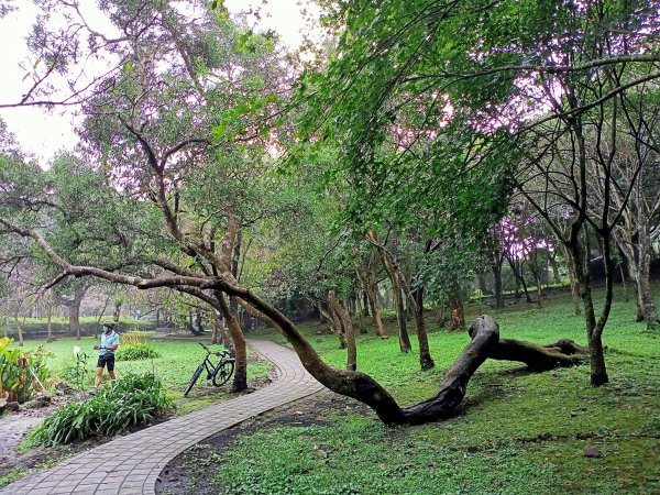 漫步陽明山前山公園→湖山綠地→橫嶺古道→湖山→半嶺步道