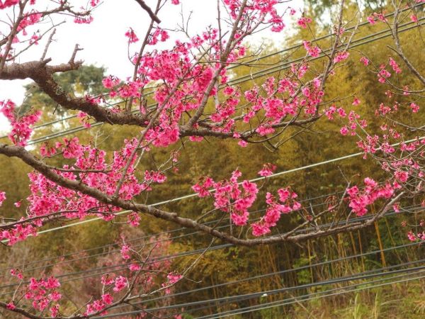 元宵節爬關刀山100864