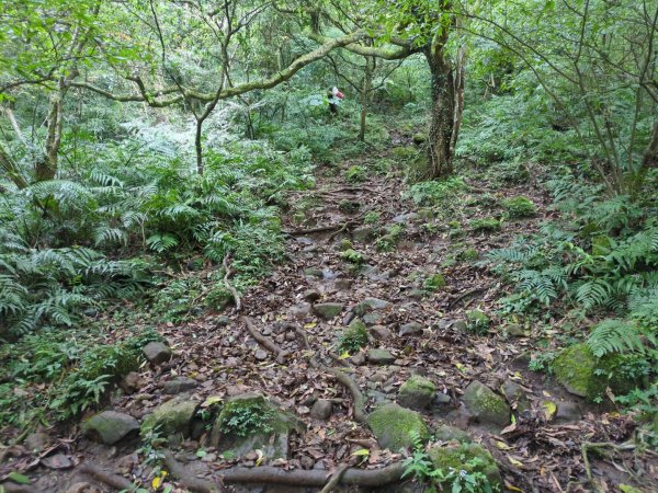 第二段：二子坪→小油坑2759586