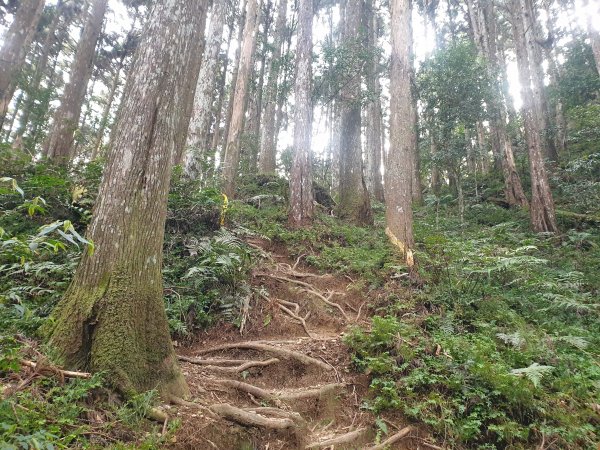 麥巴來山O型路線1556892