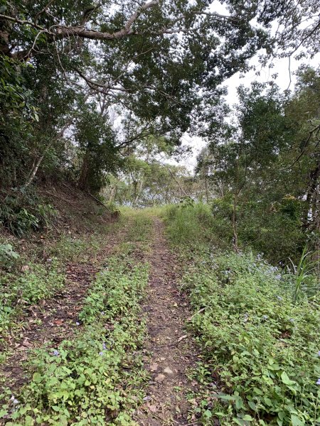 20250129高雄塔羅留山-塔羅留山南峰-他果晏山2705282