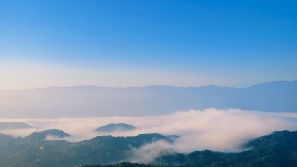 雲山水花鳥蝶-天龍國阿伯的日常 #艷紅鹿子百合 #大鳳蝶 #玉帶鳳蝶2863902