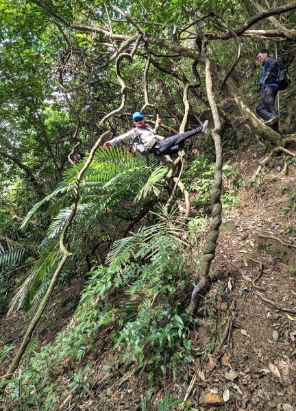 東勢大崙、東勢坑山、觀音湖山O走2986334