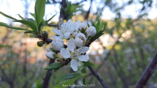 《彰化》桃李櫻美｜花壇虎山巖步道x大嶺巷富士櫻202503012723670
