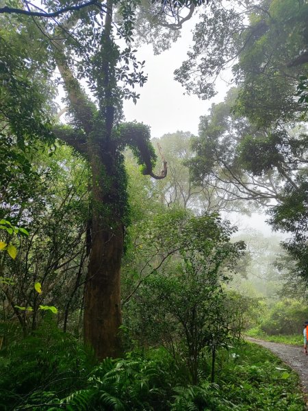 苗栗關刀山小百岳2649223