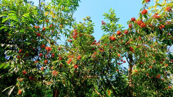 左營半屏山2954325